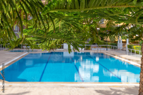 Lush foliage of Norfolk Island Pine during the tropical sunny day with pool background. Resort or cruise concept.