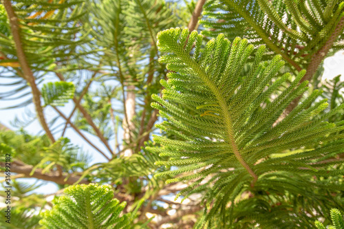 Lush foliage of Norfolk Island Pine during the tropical sunny day. Resort or cruise background concept.