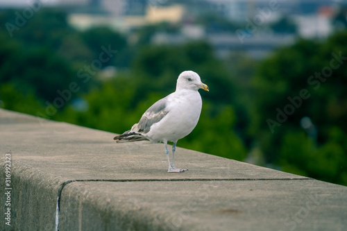On the front background of the seagull on the edge of the pier; In the background, a vast park overlooking the local town