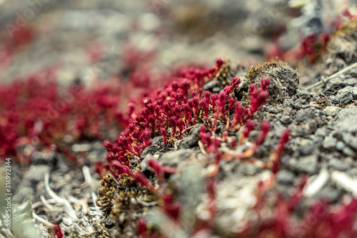 Heidekraut, Trekking am Kilimandscharo, Tansania