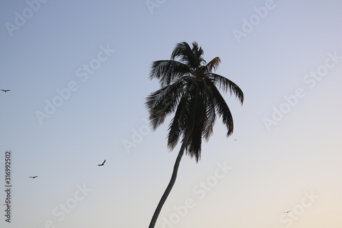 Single palm tree with birds flying around at sunset