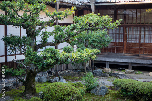 Natural green trees in a Japanese garden