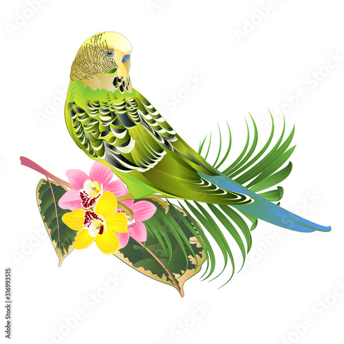Green parakeet Budgerigar, home pet , pet parakeet  or budgie or shell parakeet with Orchid cymbidium pink and yellow  palm ficus on a white background watercolor vintage vector illustration editable 