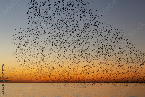Canvas Print swarms of starlings at dusk in Brighton