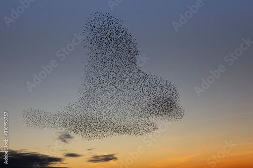 swarms of starlings at dusk in Brighton photo
