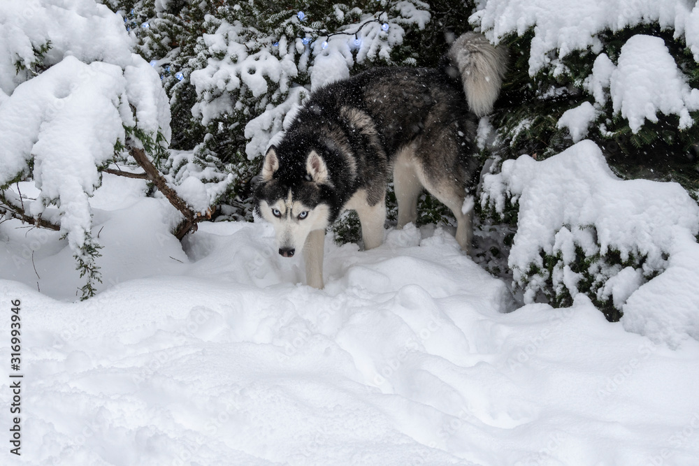 Obraz premium Siberian husky dog in through deep snow in the winter forest