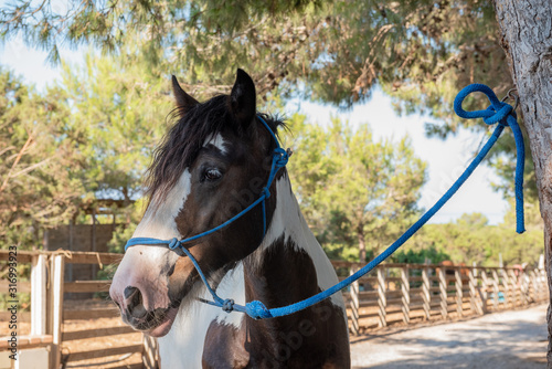 Cavallo nel ranch