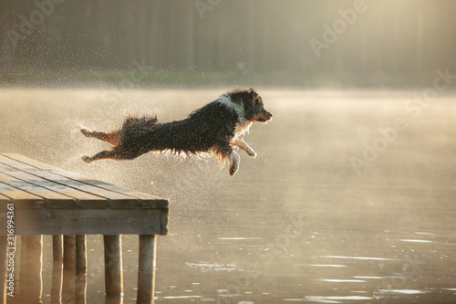 Fototapeta Naklejka Na Ścianę i Meble -  the dog jumps into the water. Australian Shepherd on a wooden walkway on a lake. Pet in Nature