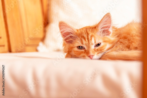 Cute striped kitten lying on the pillow. Little peach-colored kitten fell asleep