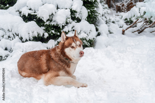 Fototapeta Naklejka Na Ścianę i Meble -  Husky dog lying in snow in winter forest.