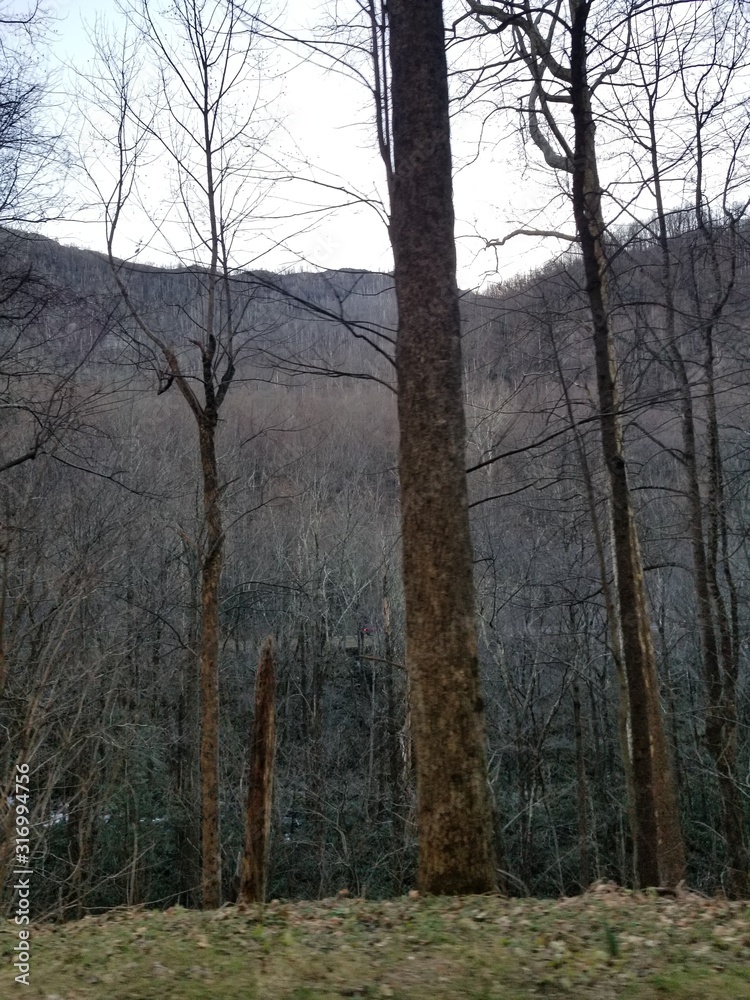 forest, winter, tree, trees, snow, nature, landscape, cold, sky, woods, autumn, park, sun, frost, season, white, wood, birch, fog, ice, sunlight, mountain, outdoor, blue, light forest, winter, tree, trees, snow, nature, landscape, cold, sky, woods, autumn, park, sun, frost, season, white, wood, birch, fog, ice, sunlight, mountain, outdoor, blue, light