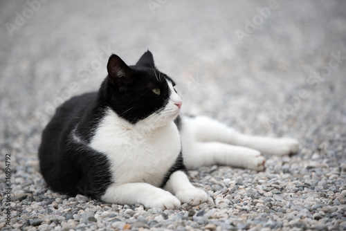 Domestic cat in the garden