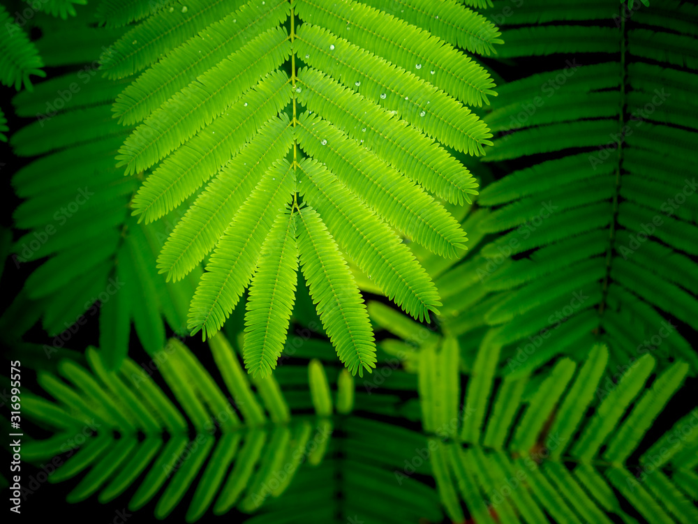 Cha Leaves are Arranged in Row Cha Leaves are Arranged in Row