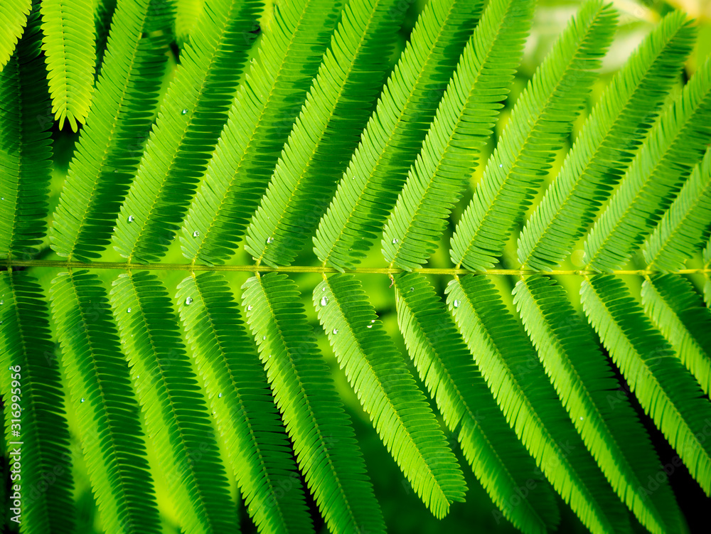 Cha pennata Leaves are Arranged in Row Cha pennata Leaves are Arranged in Row