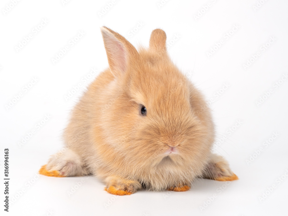 Red-brown cute baby rabbit sitting on white background.