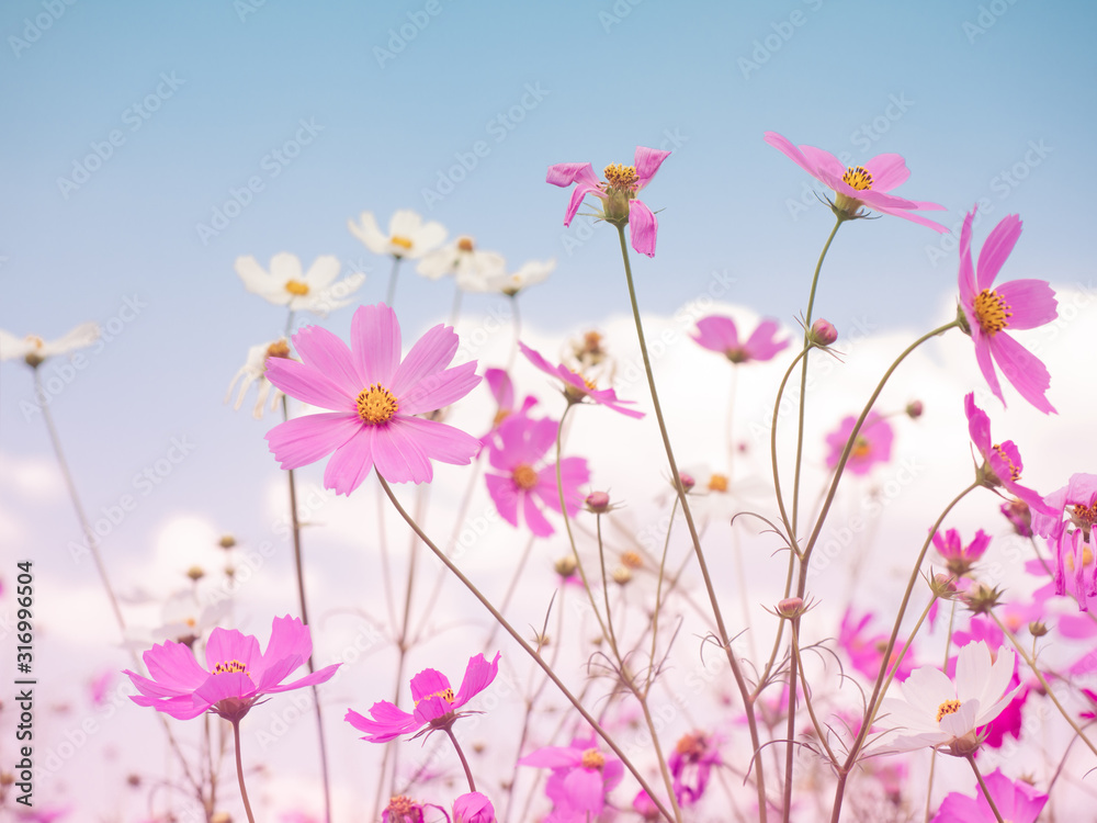 Pink cosmos flower and the sky in pink vintage style.