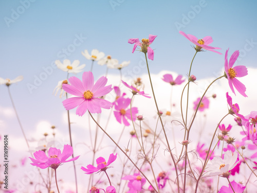 Pink cosmos flower and the sky in pink vintage style.