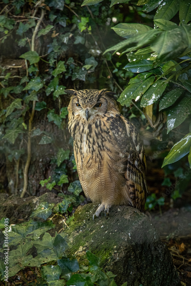 Very big eagle owl sitting on tree stump underneath green bushes. Very big eagle owl sitting on tree stump underneath green bushes.