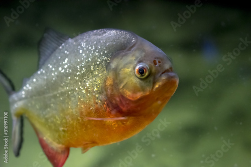 fish swimming in water, Red-bellied piranha