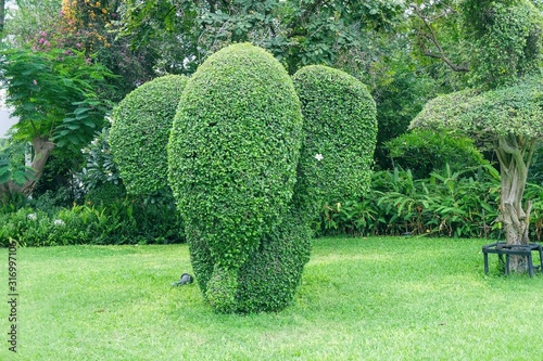 Cute Elephant shaped topiary with elegant white plumeria in ear on green lawn in public park in Thailand. Trimming ornamental shrub is very popular landscaping and gardening in Asia.Topiary clipping.