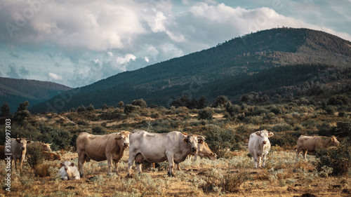 Vacas pastando en el campo con montañas de fonfo © Adan