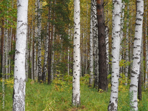 birch trees in forest