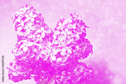 Fototapeta Naklejka Na Ścianę i Meble -  Bright and colorful flowers lilac