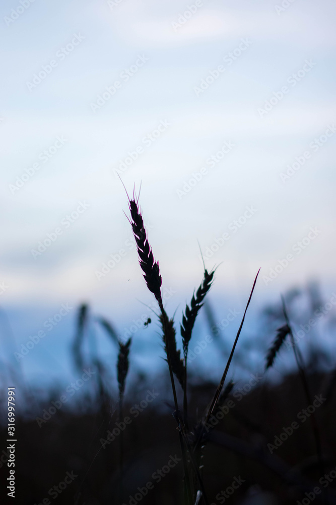Obraz premium wheat spike at sunset