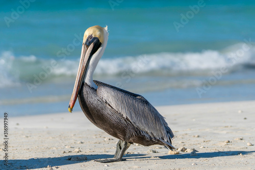 beautiful pelican on the cuban varadero beach looking to the left with the sea in the backgrund, cuba