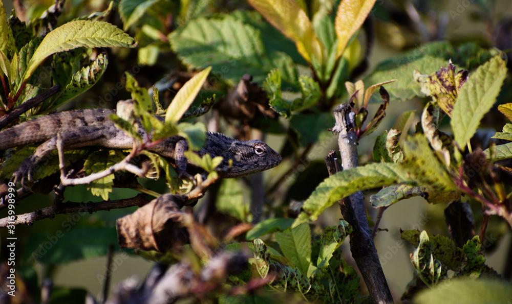 garden lizard in the plant