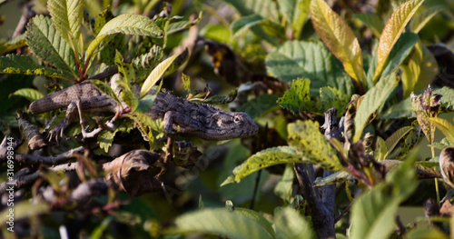 garden lizard in the plant photo