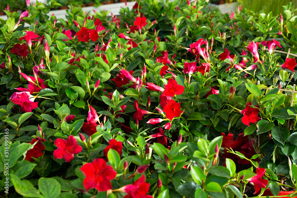 Red plants of dipladenia  growing in pots in sunny hothouse