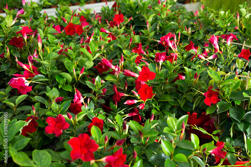 Red plants of dipladenia  growing in pots in sunny hothouse