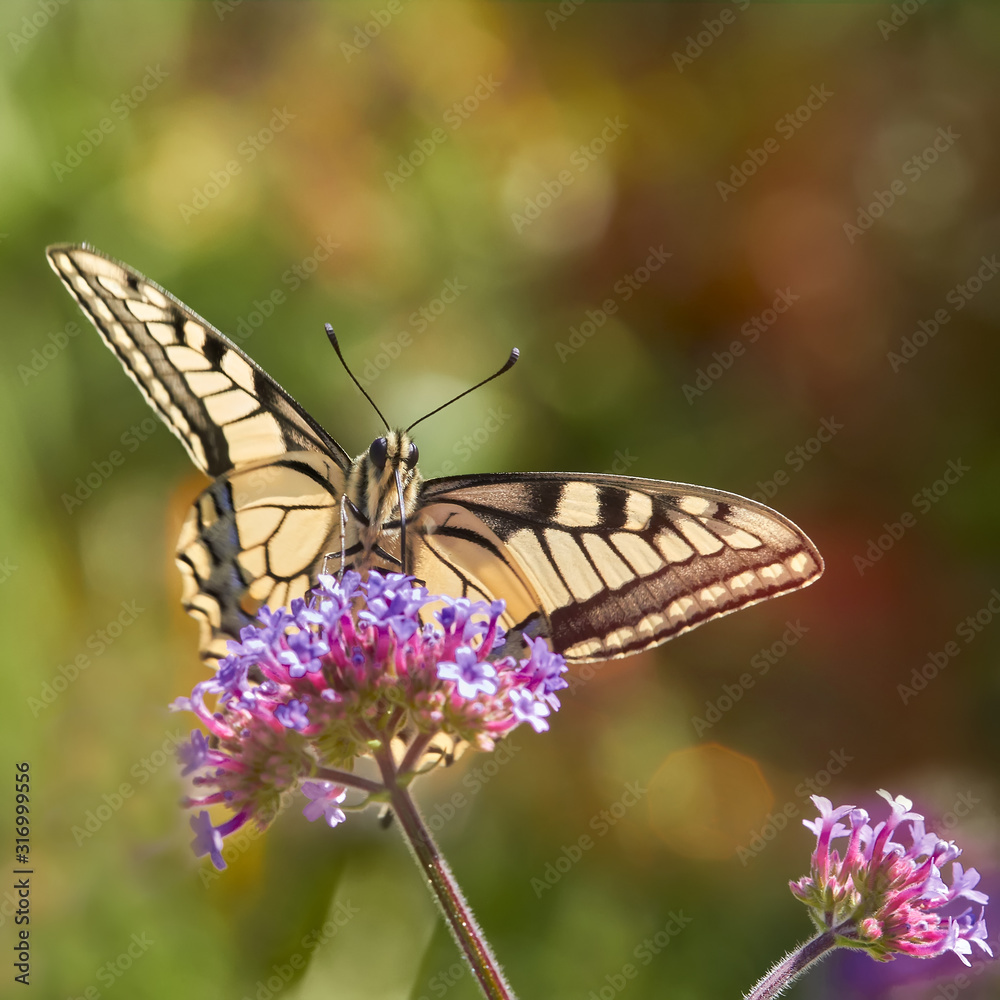 Close up of a common swallowtail butterfly on verbena flower in Summer Close up of a common swallowtail butterfly on verbena flower in Summer