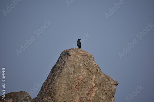 bird on top of rock © rajdrobs