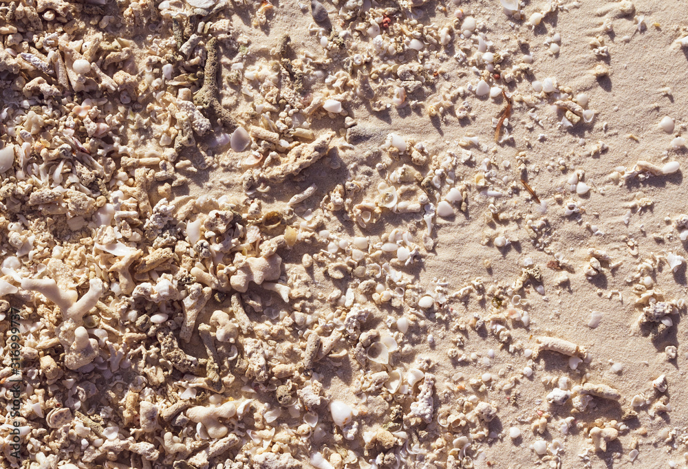 Maldives sand background with shells corals. Maldives sand background with shells corals.