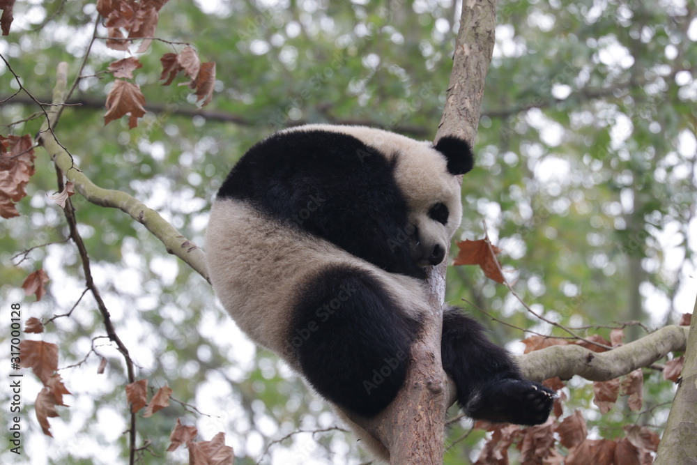 Fototapeta premium giant panda cub on the Tree, Chengdu, China