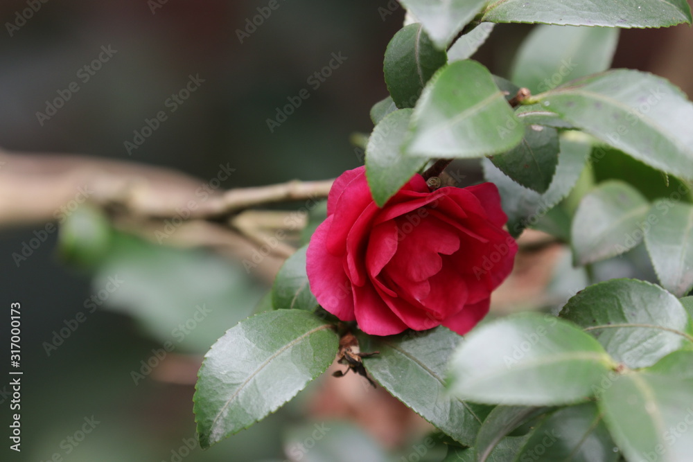 Close up red Rose petal Close up red Rose petal