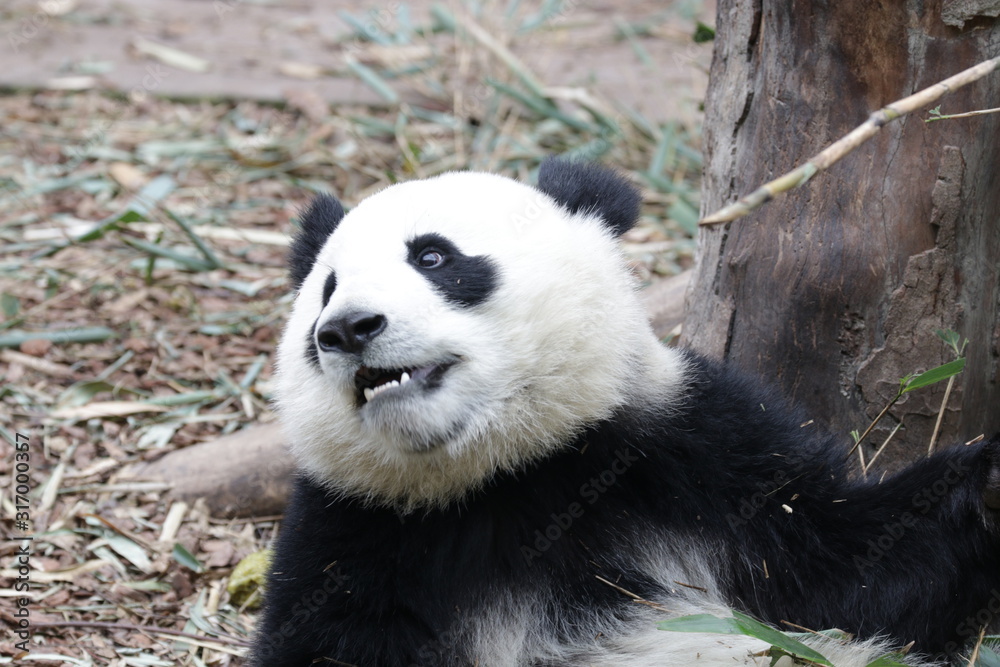 Fototapeta premium Close up Little Panda Cub Eating Bamboo Leaves, Chengdu, China