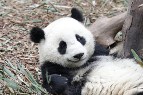 Sweet Smile from a Happy Panda Cub, China © foreverhappy
