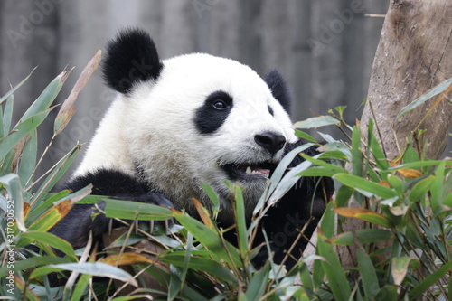 Fototapeta Naklejka Na Ścianę i Meble -  Close up Giant Panda's face, Chengdu , China
