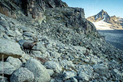 Steinbock, Gran Paradiso Nationalpark, Italien