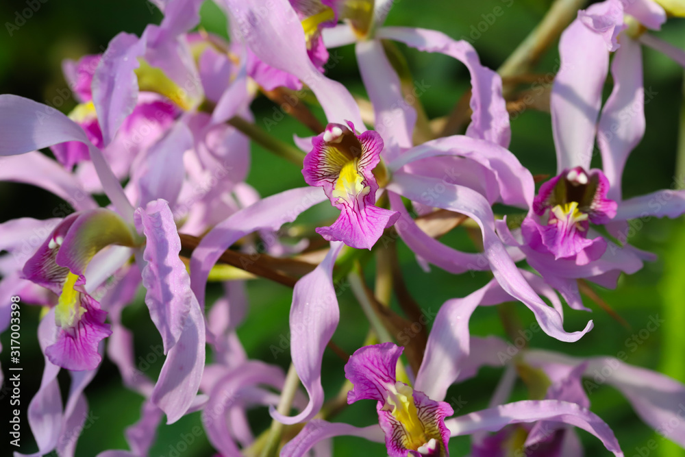 Close up of exotic pink and purple Schomburgkia Superbiens orchid flowers