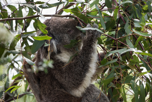 Fototapeta Naklejka Na Ścianę i Meble -  Koala is a native animal in Australia, this lives in Phillip Island in Victoria