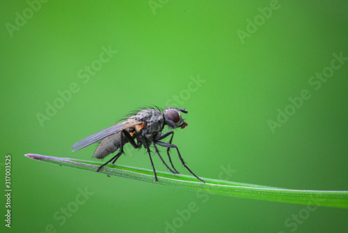 insect on a green background