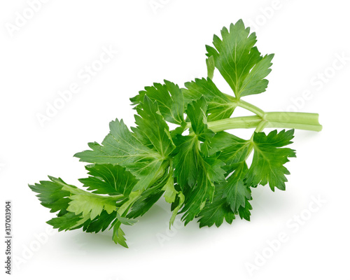 Fresh celery leaves isolated on white