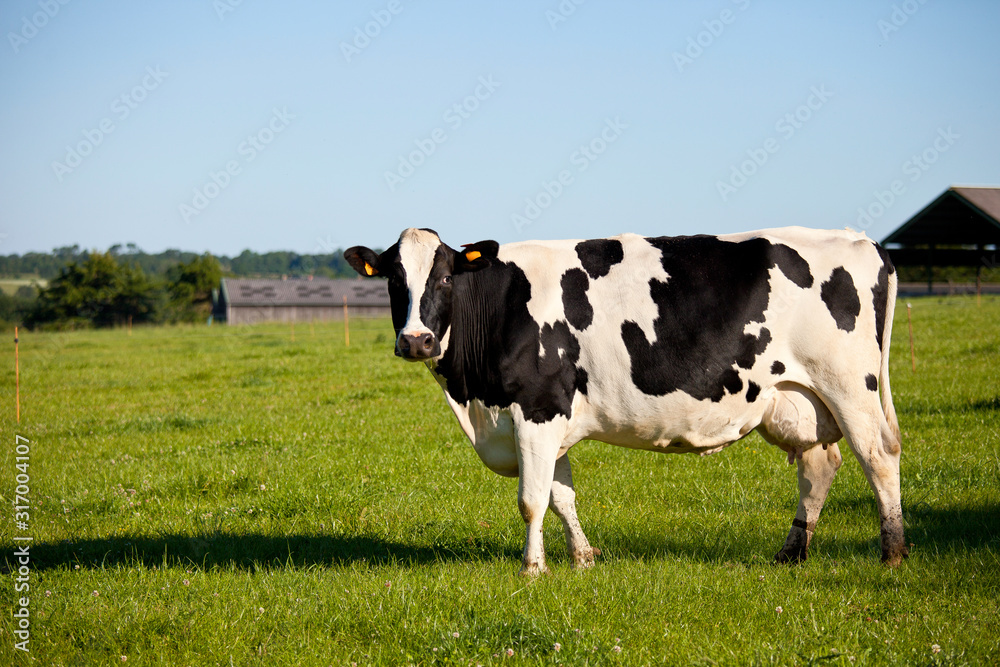 Vache laitière, campagne et nature en France.