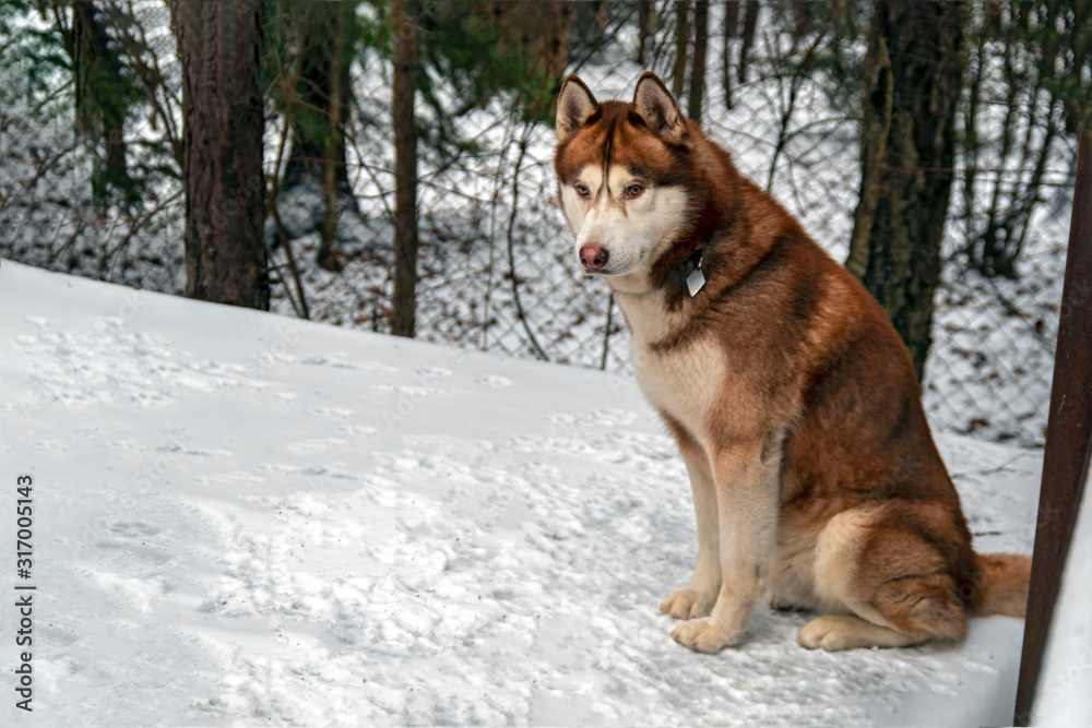 Siberian husky dog in enclosure, winter day. Yard country house.