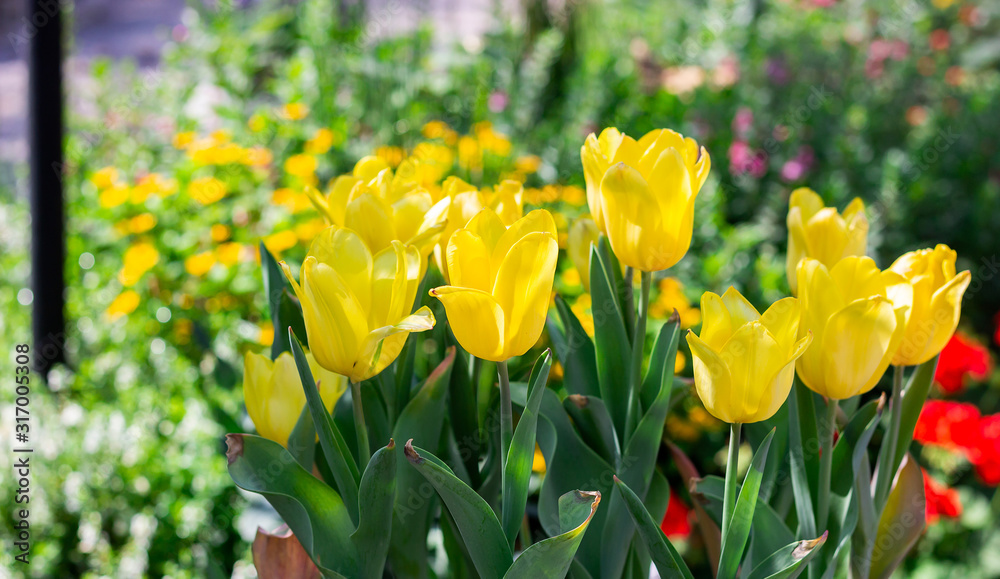 Close-up of yellow tulip with green nature in public park