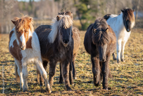 Group of cute Icelandic horse foals approaching the camera